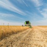 मालवा में हार्वेस्टर द्वारा सोयाबीन की कटाई शुरू