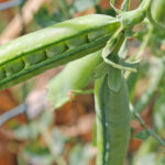 अगर आप भी खरीफ फसलों की कटाई के बाद मटर की फसल लगा रहे है