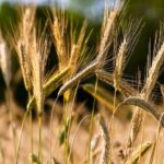 मध्यप्रदेश में गेहूं स्टॉक पर सख्ती: व्यापारियों को 15 दिन में घटानी होगी स्टॉक सीमा