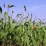 धान, ज्वार एवं बाजरा उपार्जन का पंजीयन 19 सितंबर से 4 अक्टूबर तक