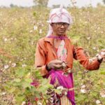 भारत में बीटी कपास का सफर: कृषि पर इसका प्रभाव, मौजूदा स्थिति और भविष्य की राह