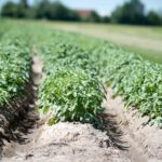 नीलेश पाटीदार ने उद्यानिकी फसलों से 37 लाख का मुनाफा कमाया