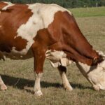 हिमाचल में किसानों को गाय खरीदने के लिए मिलेगा 33,000 का अनुदान