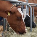 प्रधानमंत्री योजना का रानी ने लिया लाभ, पशु आहार उत्पादन से मिल रहा अच्छा मुनाफा