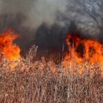 पराली जलाने पर सख्त एक्शन में पंजाब पुलिस, 874 FIR दर्ज और ₹10.55 लाख जुर्माना वसूला