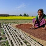 किसान भाई ध्यान दें- सरसों की खेती के लिए करें बेस्ट किस्मों के बीजों का चुनाव