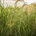 समर्थन मूल्य पर धान उपार्जन हेतु 4 अक्टूबर तक पंजीयन