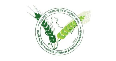 गेहूं की उन्नत बुआई और उत्पादन के लिए आईसीएआर की विशेष सलाह