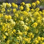 सरसों की फसल में पेन्टेड बग और आरा मक्खी से बचाव के तरीके, कृषि विभाग ने दिए निर्देश