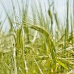 गेहूं की फसल में बीज जनित रोगों से बचाव: बीज उपचार के कारगर तरीके