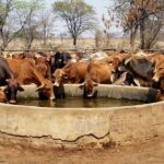 भोपाल में 10 हजार गायों की क्षमता वाली हाइटेक गौशाला का भूमि-पूजन करेंगे मुख्यमंत्री डॉ. यादव