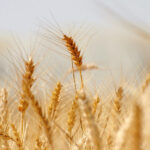 गेहूं के एमएसपी में बढ़ोतरी: किसानों को अब मिलेगा ₹2425 प्रति क्विंटल