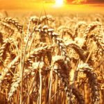 मध्य प्रदेश के लिए शरबती गेहूं की किस्में