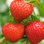 मध्यप्रदेश के झाबुआ में स्ट्रॉबेरी की खेती ने बदली किसानों की आर्थिक स्थिति