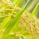 सरकार धान उत्पादक किसानों को प्रति हेक्टेयर 2000 रुपये प्रोत्साहन राशि देगी