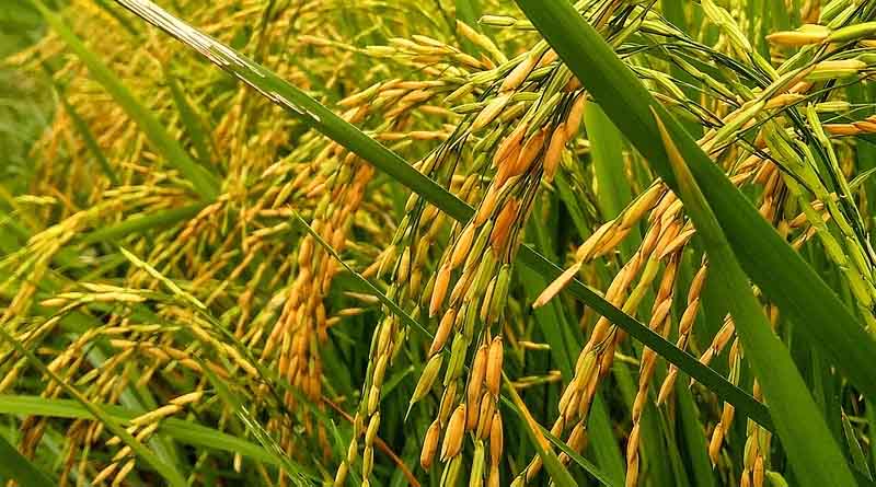 धान बेचने के लिए तैयार हो जाएं किसान, समर्थन मूल्य पर धान खरीदी की घोषणा