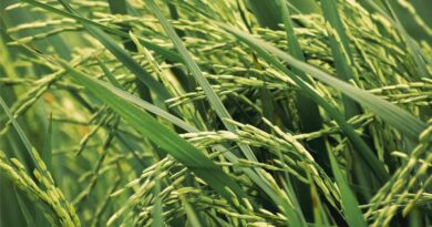 असामयिक वर्षा से किसी भी दशा में धान भीगकर खराब न हो- कलेक्टर सीहोर