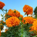 गेंदे की फसल में पुष्प सड़न रोग की निगरानी करें