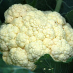 फूलगोभी के शारीरिक विकार: कारण और बचाव के तरीके