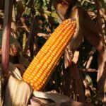 भारत में मक्का की खेती का भविष्य