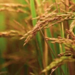 विदिशा जिले में 698 मीट्रिक टन धान की खरीदी की गई