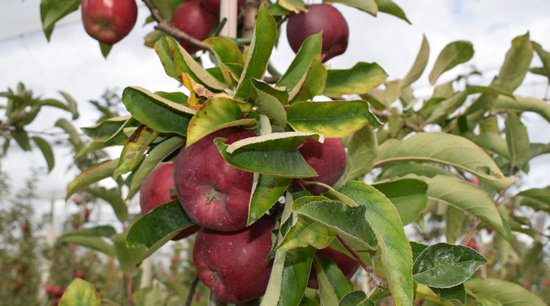 भारत ने स्थानीय किसानों की सुरक्षा के लिए सेब आयात पर 50% सीमा शुल्क बरकरार रखा