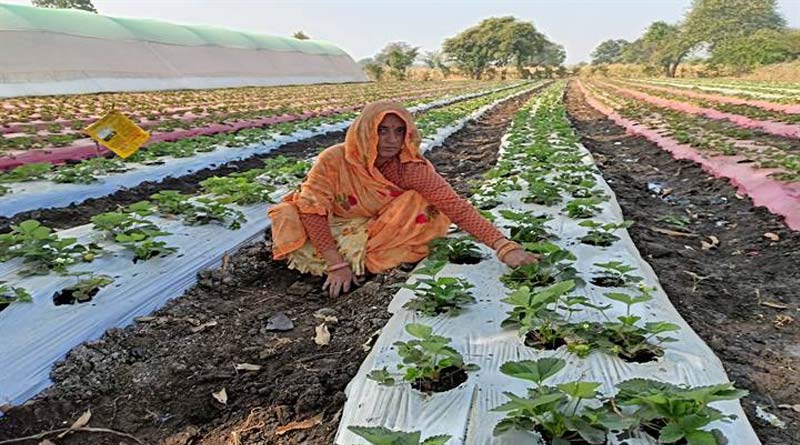झाबुआ जिले में पहली बार स्ट्रॉबेरी की खेती की पहल