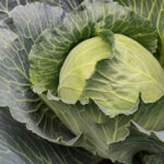 खाद और उर्वरक के सही इस्तेमाल से बढ़ाएं पत्ता गोभी की पैदावार