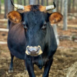 इंदौर जिले में 2 लाख से अधिक पशुओं का उपचार किया गया