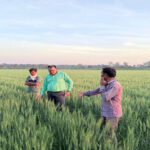 बढ़ते हुए तापमान से गेहूं की फसल के बचाव के लिए सलाह