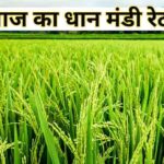 धान मंडी रेट आज का (17 जनवरी 2025)