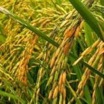 मऊगंज ने तीन उपार्जन केन्द्र प्रभारियों को नोटिस जारी