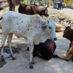 गाय-भैंसों को लम्पी रोग से कैसे बचाएं? जानें यह आसान तरीके