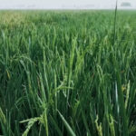 धान मिलिंग अनुबंध निष्पादित नहीं करने पर 6 राइस मिलर्स को नोटिस जारी