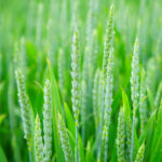 ICAR: सर्दियों में गेहूं की फसल को कैसे बचाएं? विशेषज्ञों के 5 आसान टिप्स