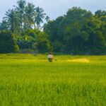 श्री किरार ने उपसंचालक उद्यान गुना का पदभार ग्रहण किया