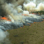 एमपी में पराली से होगा बिजली का उत्पादन, जानिये क्या है सरकार की योजना