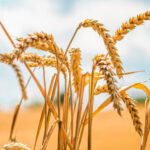 फसल उपार्जन केन्द्रों पर किसानों को उपलब्ध हों सभी आवश्यक मूलभूत सुविधाएं