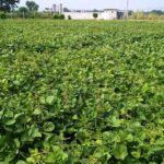 मूंग की खेती से भी किसान हो सकते है मालामाल, ये है दस टॉप किस्में