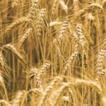 पन्ना जिले में अब तक मात्र 797 किसानों ने कराया पंजीयन