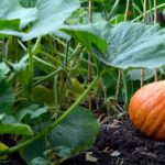 ग्रीष्मकालीन कद्दू वर्गीय सब्जियों की पौध की तैयारी व बुवाई के लिए उपयुक्त समय