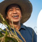 खरीफ 2025 में BASF का नया कीटनाशक होगा लॉन्च, चावल किसानों को मिलेगी टिड्डों से सुरक्षा