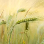 कृषि विभाग की किसानों को समसामयिक सलाह