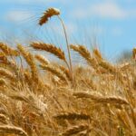 किसान पंजीयन गिरदावरी एप के सत्यापन के बगैर भी किया जा सकेगा