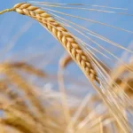 किसानों के रकबे और फसल का समय सीमा में सत्यापन करें- कलेक्टर रीवा