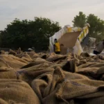 गेहूं उत्पादन में 8% की बढ़ोतरी! लेकिन सरकारी खरीद क्यों घट रही है?