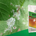 बायर मेलोडी डुओ फंगीसाइड- डाउनी मिल्ड्यू और लेट ब्लाइट का सटीक इलाज