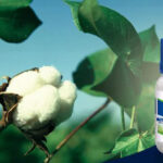 बायर एडमायर कीटनाशक: धान में चूसने वाले कीटों का सटीक इलाज