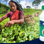 बायर डेसिस 2.8 कीटनाशक: आम और सब्जियों के लिए कीटो का सटीक इलाज