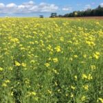 फसल की गुणवत्ता परीक्षण के लिए नाफेड ने दिया प्रशिक्षण